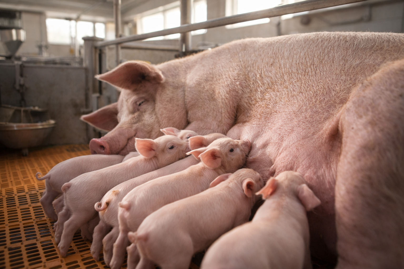 哺乳母豬與仔豬，活力旺方案提升泌乳性能